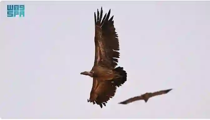 ظهور طائر عملاق لأول مرة في سماء المملكة ومفاجأة في موطنه الأصلي 
