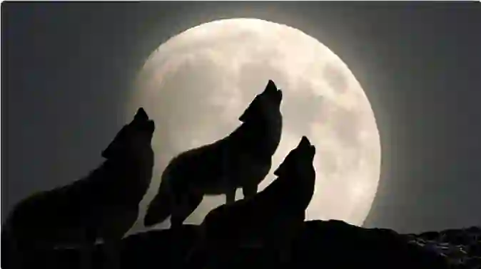 الذئب العملاق يظهر في سماء السعودية ويثير الرعب