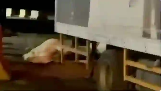 كارثة كبيرة في مسالخ الرياض ومصادر رسمية تكشف تفاصيل ما يحدث 