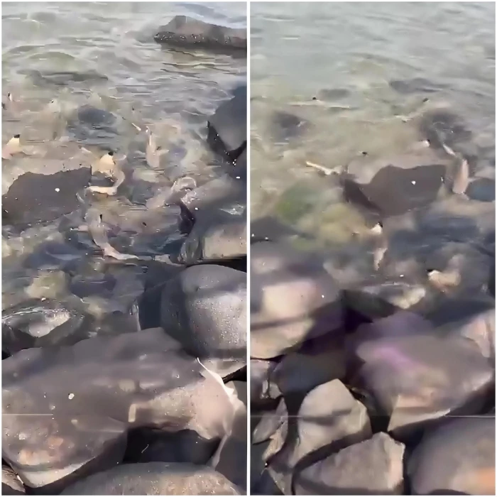 فيديو مسرب يكشف عن انتشار أعداد مهولة من أسماك القرش في محيط نافورة جدة 