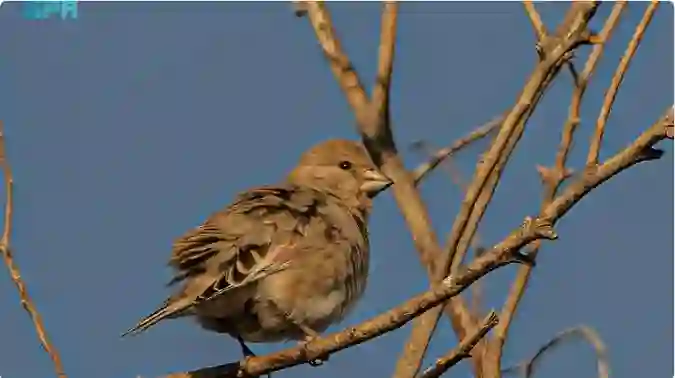 صور تكشف عن ظهور نادر في سماء السعودية لأول مرة في تاريخ المملكة 