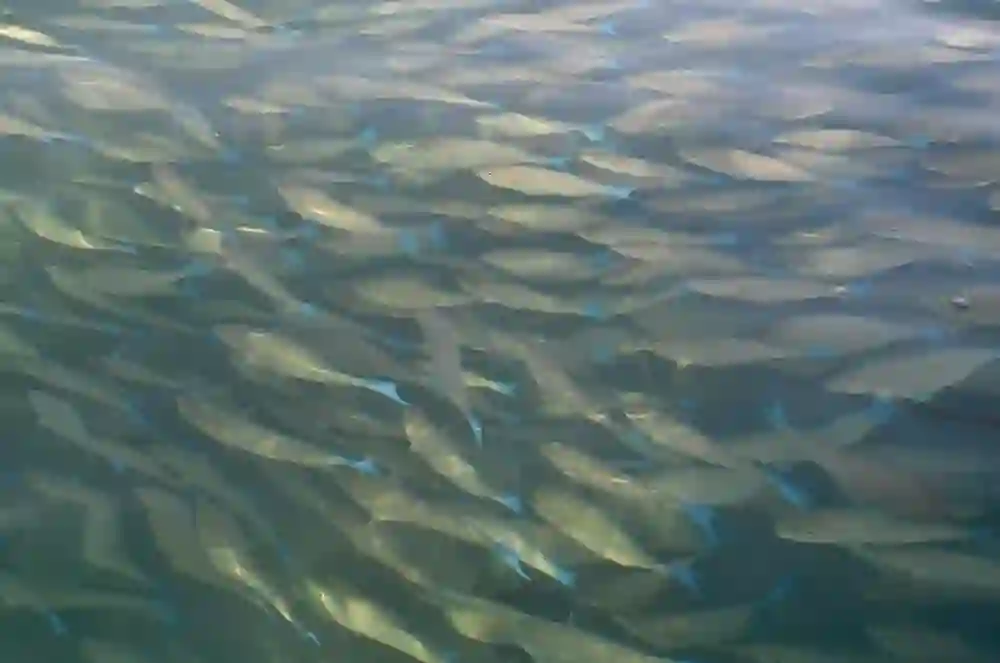 الكشف عن نوع السمك الذي يغزو شواطئ السعودية وخاصة قبالة جزيرة فرسان 