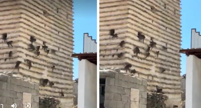 جيوش من القرود تجتاح اهم مدن السعودية بأعداد غير مسبوقة 