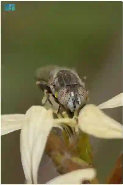 نشرت صورها.. نوع جديد من الذباب ينتشر في السعودية والبيئة تحدد مناطق انتشارها 