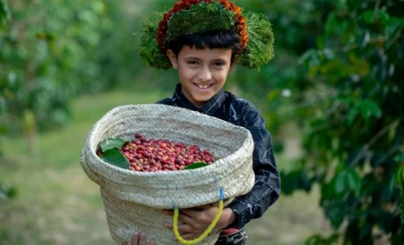 من التجربة في السعودية هذه المنطقة تزرع أحسن أنواع البن في العالم 