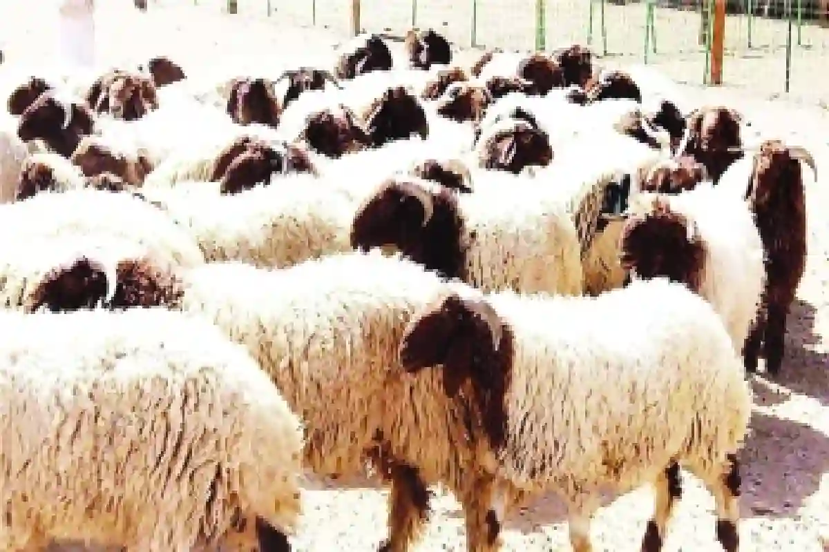 أسعار الأغنام في السعودية تفاجئ الجميع