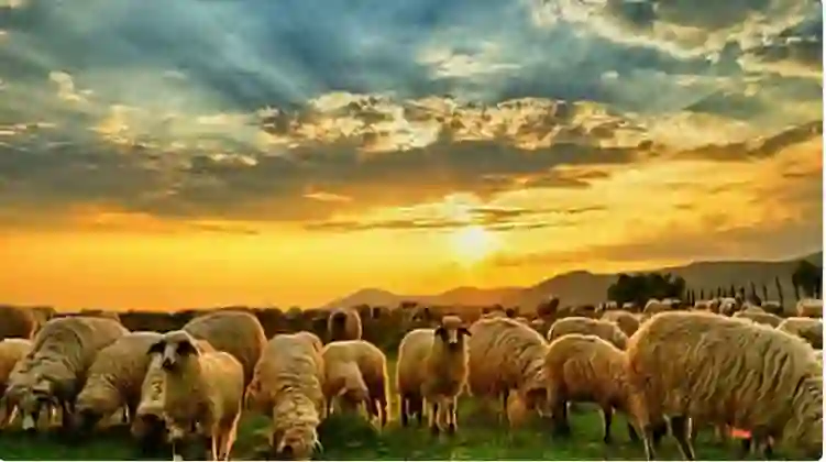 دليلك الشامل للحم الأغنام في السعودية انواعه وكيف تختار أحسن نوع 