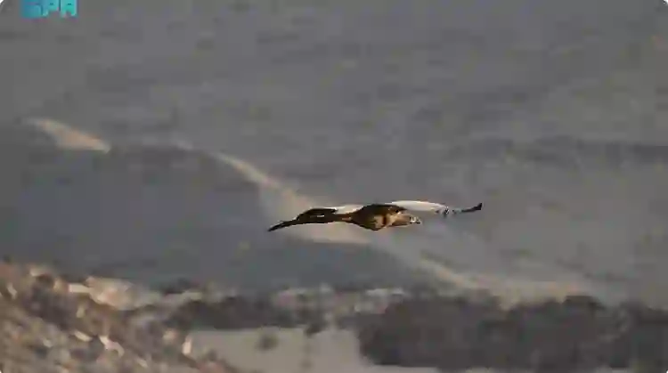 السعودية ترصد لأول مرة ظهور طائر نادر في سماءها والسر عند محمد بن سلمان 