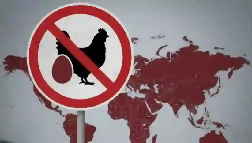 السعودية تحذر من شراء او تناول انواع من البيض والدواجن 