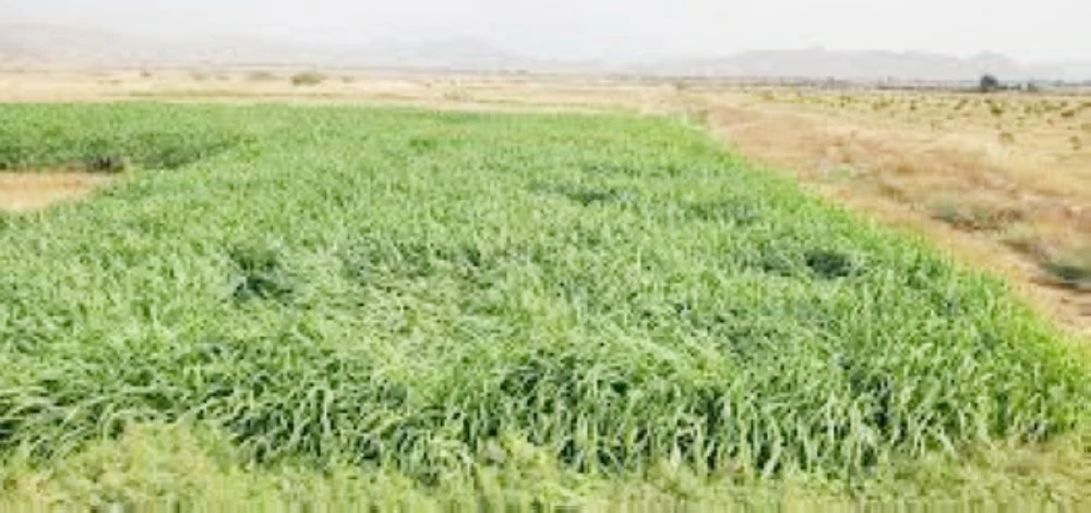 قرار تاريخي في السعودية يمنع نهائياً زراعة هذه المحاصيل الزراعية لسبب صادم 