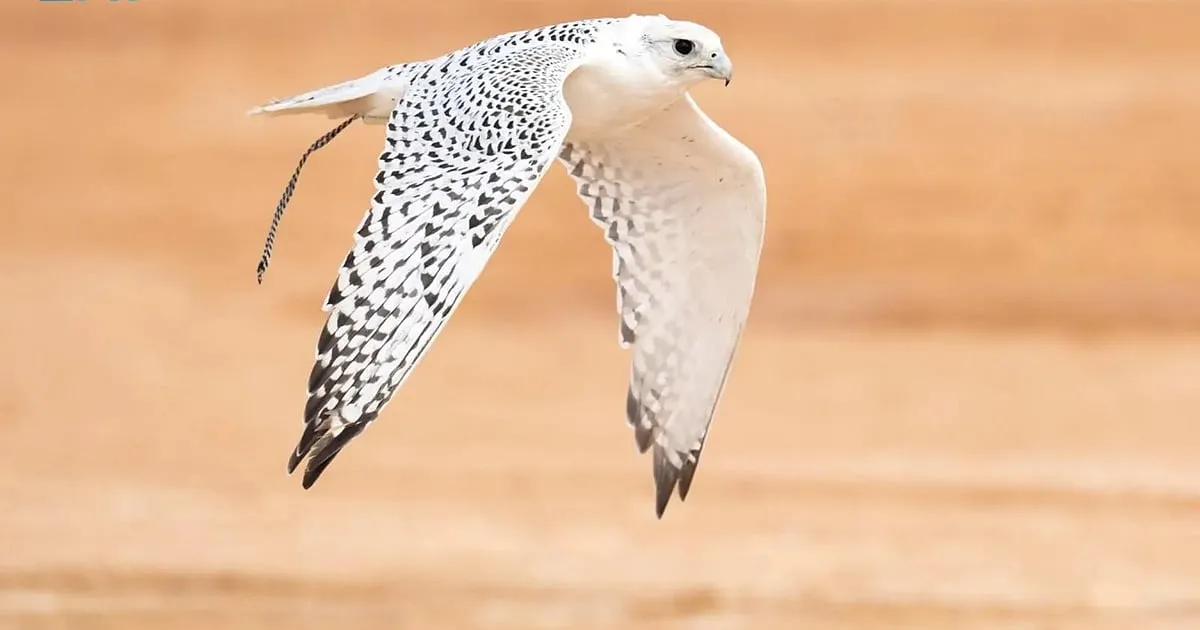 للطلاب واولاء الامورزز مسابقة قيمتها الملايين من الملك عبد العزيز